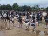 desfile